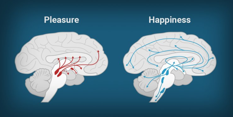 pleasure vs happy brain pics